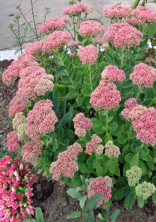 SEDUM spectabile Herbstfreude